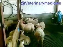 سخت زایی گوسفند