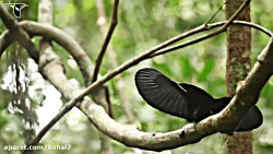 رقص باشکوه پرنده تفنگچی!