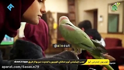 پایتخت ۶قسمت۹