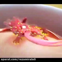 کرونا...افغانستان