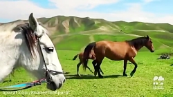 زِ نوبهار به رقص است ذره ذرهٔ...