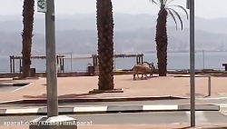 صحنه‌‌‌‌ای که شاید فقط در این...