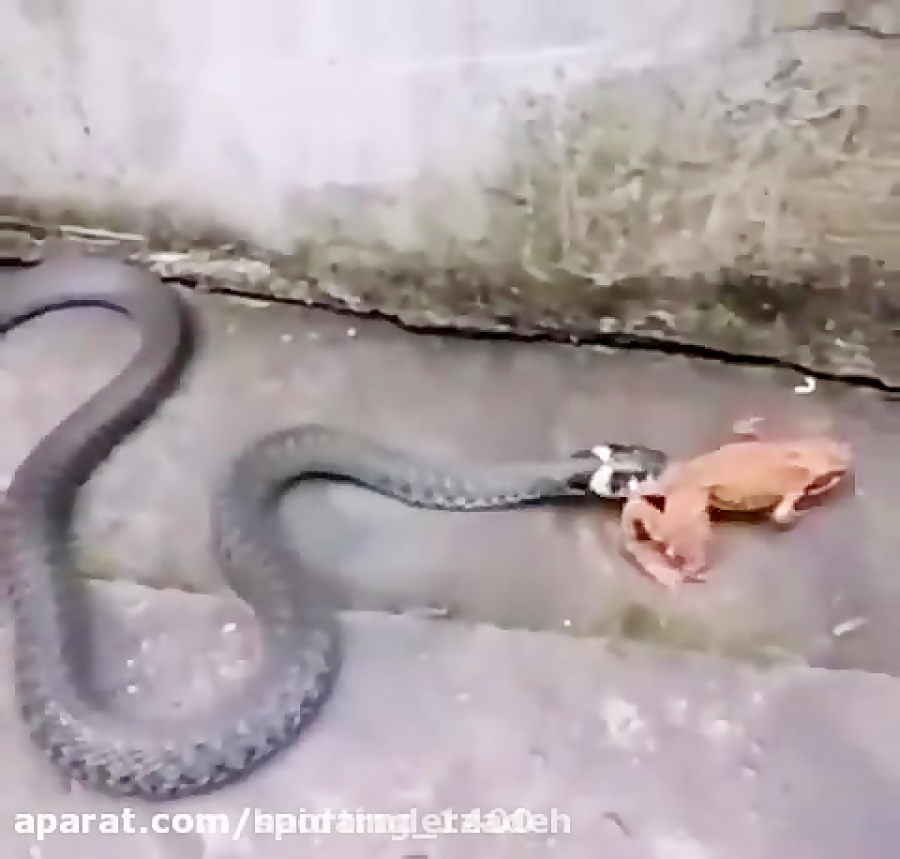 Может ли змея съесть змею
