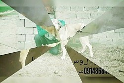 پژدر کاک رسول مریوانی از نسل آ...