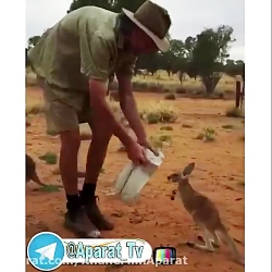 ای جان چه ملوسه این بچه کانگور...