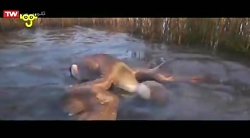 کارتون سینمایی اردک اردک غاز