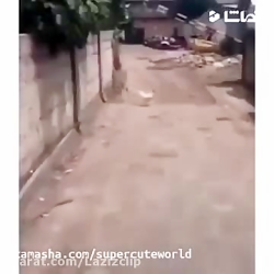 کلیپ خنده دار..پای جونت در میو...