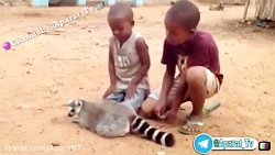 بیایید با حیوانات مهربان باشیم