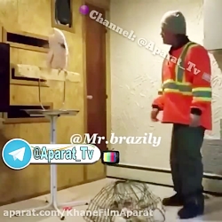طوطی از قفس بدش میومد، صاحبشم...