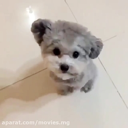 کی دوست داره از این هاپو ها دا...