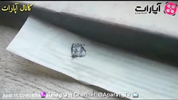 مورچه ها رو نکشید ، فقط دعواشو...