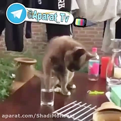 عاخه این چه شوخی با گربه میکنی