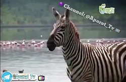 خوانندگی حیوانات عجب صدایی به...