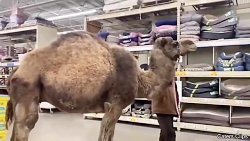 ویدیو کلیپ شو بردن شتر به دامپ...