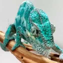 ادم مث افتاب پرست هم بشه بایدا...