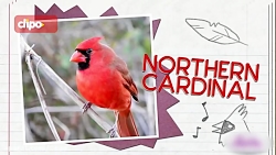 ​پرنده های آواز خوان!