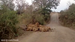 هجوم شیر ها به طعمه