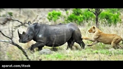 شیر در برابر کرگدن