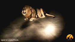 غرش مخوف شیر در شب