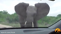 حمله فیل به خودرو در جاده