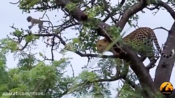 شکار میمون توسط پلنگ