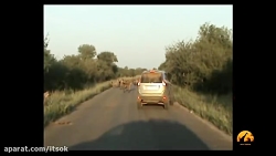 پرسه زنی کفتار ها وسط جاده