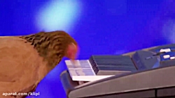 خروس در مسابقه گات تلنت!