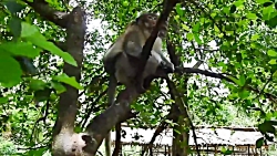 10 حیوانات چاق در جهان