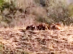 ‫زیبا ترین ویدئو از حیات وحش ،...