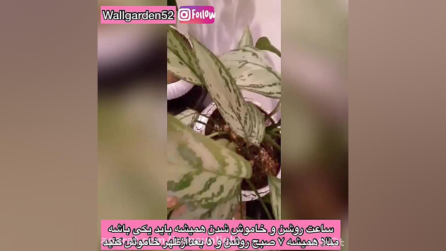 تاثیر لامپ رشد روی گیاهان پس از 4 ماه ! دندان شیری