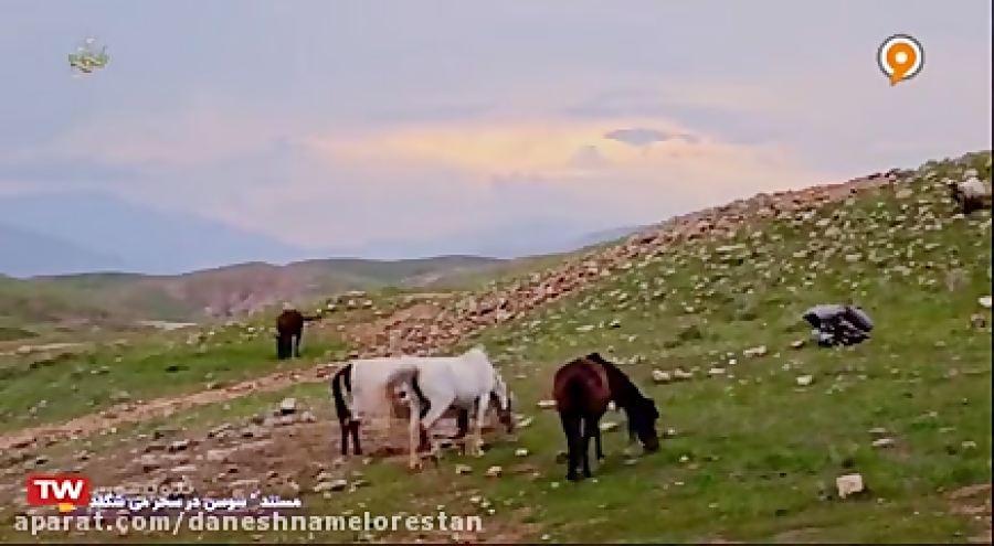 سوسن در سحر می شکفد