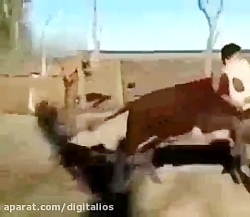 گوساله هایی که میرن شمال