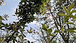 اختصاصی بنچیمو : بررسی دوربین...