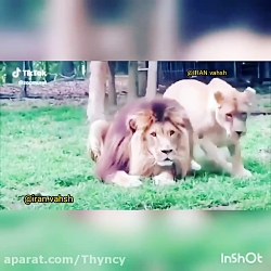 دلبری شیر ماده واسه شیر نر!!