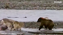 نبرد_خرس_گریزلی_با_گرگها