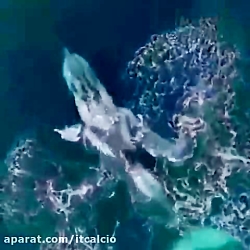 نهنگ ها در حال ورود به آبهای ا...