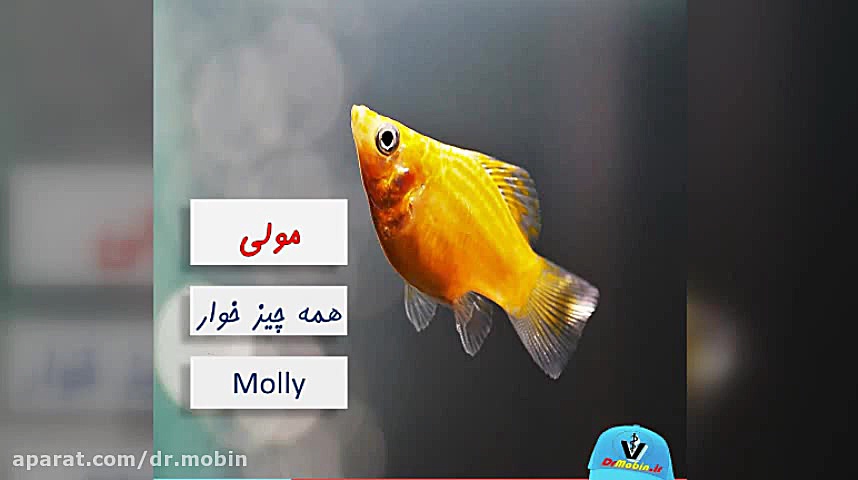 معرفی ۱۰ ماهی آکواریومی در ایران- قسمت ۱ زمان152ثانیه