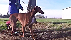 10 سگ گران قیمت که فقط افراد ث...