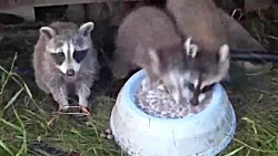 بهترین حیوانات