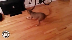 حیوانات خانگی بامزه