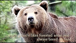 Top 5 Most Amazing Animal Hybr...