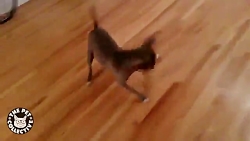 حیوانات خانگی بامزه