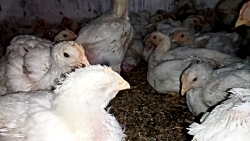 بیماری تنفسی در مرغ وخروس قسمت_۲