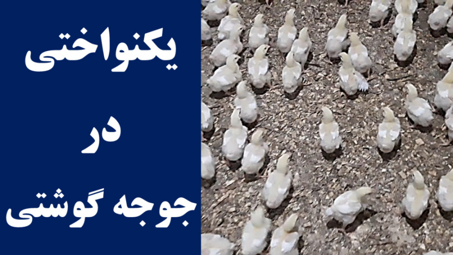 یکنواختی وزنی در پرورش مرغ گوشتی: بررسی نکات مهم در مورد یکنواختی گله دکتر محمد مهدی عبدالهی (دامپزشک)