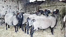 پرورش گوسفند رومانوف