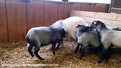 گوسفند رومانوف