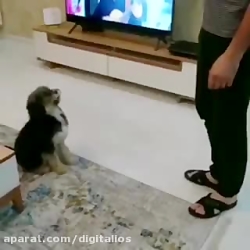 ای جانم سگه چه قری میدهههههه