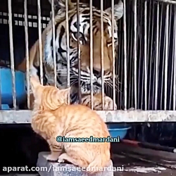 تا تو باشی دیگه ادای سلطان رو...