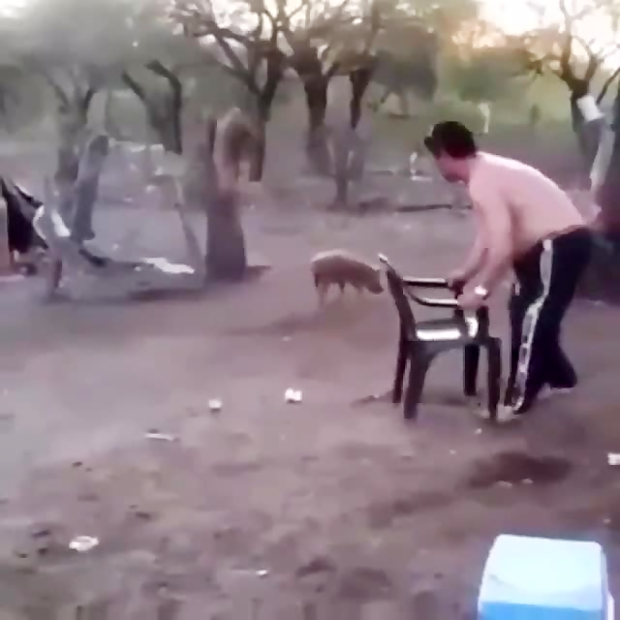 Гифка с поросенком