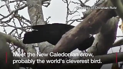 کلاغ ها چگونه مسایل پیچیده را...